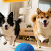 A fluffy dog is playing with a blue, textured dog toy ball indoors.