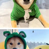 A dog wearing a green frog pet sweater outdoors.