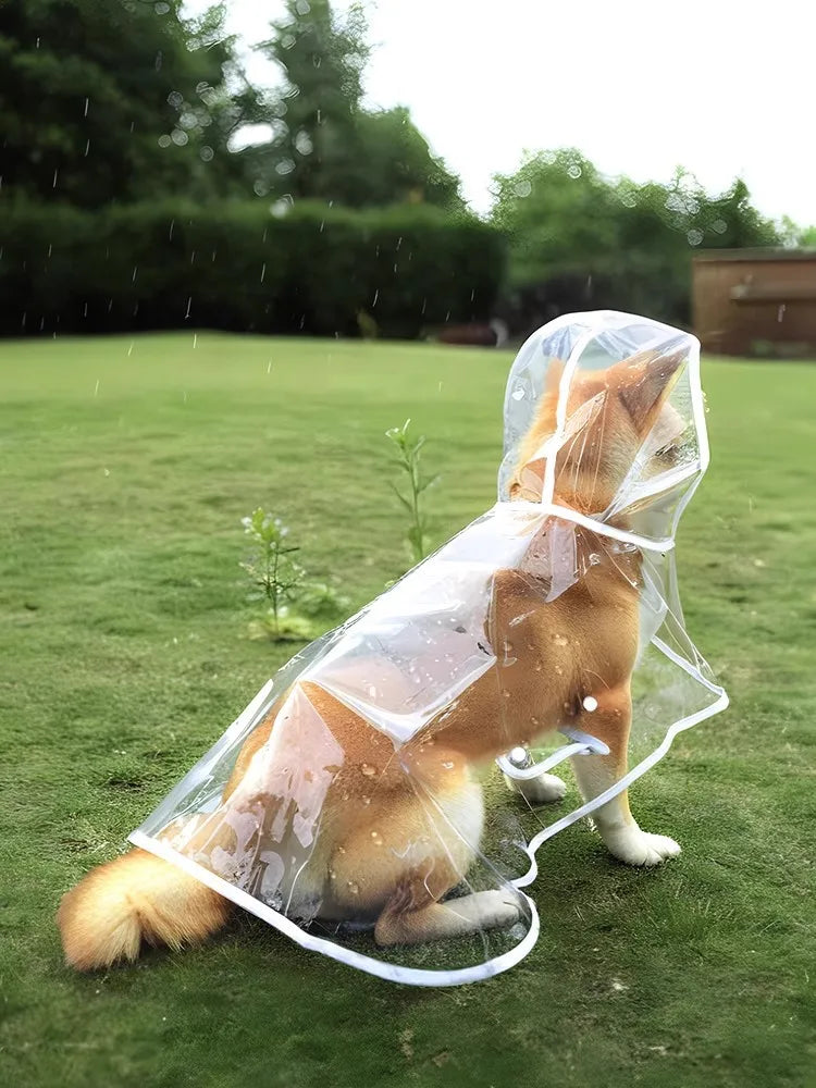 Goldener Hund in transparentem Regenschirm sitzt auf grünem Gras im Regen.