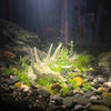 A white articulated dragon skeleton decoration is displayed among green aquatic plants and dark stones in an aquarium.