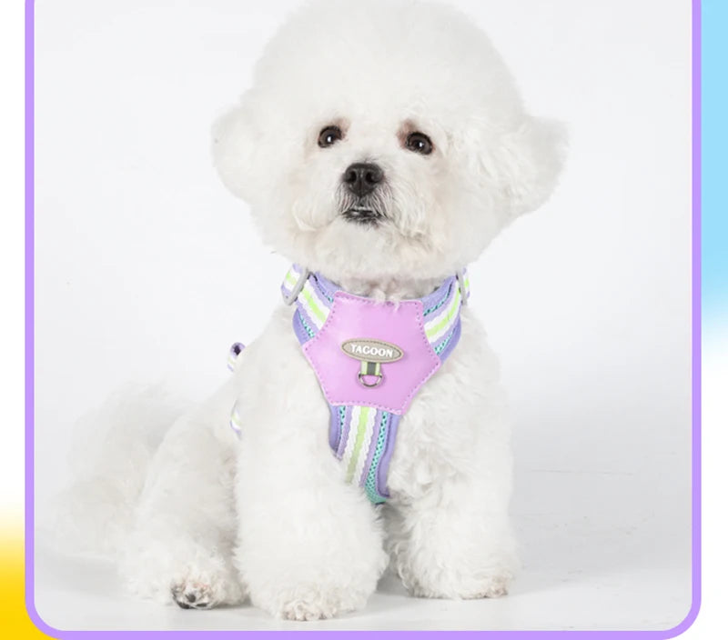 A white poodle wearing a pink and purple dog harness with reflective straps.