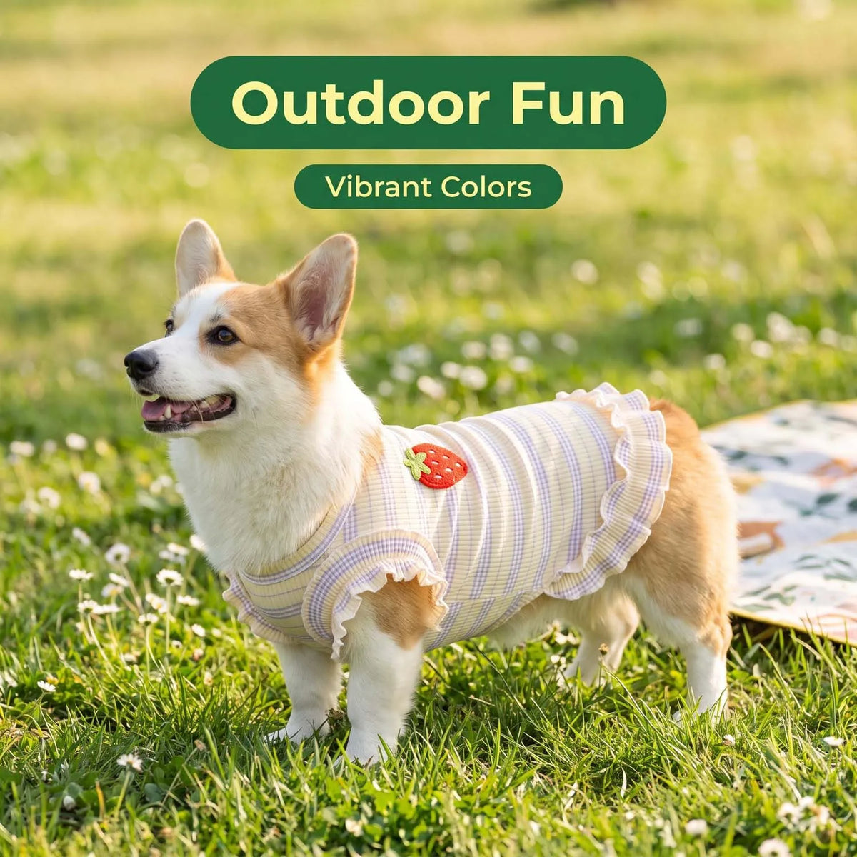 A fluffy Shiba Inu wearing a light yellow and white striped dress with strawberry embroidery outdoors.
