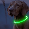 A light brown dog is shown outdoors with a glowing green LED collar around its neck.