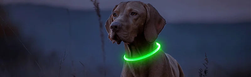 A light brown dog is shown outdoors with a glowing green LED collar around its neck.