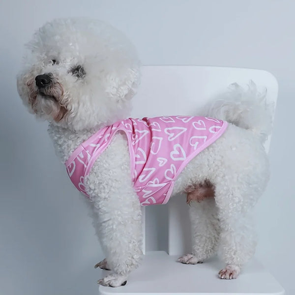 A fluffy white dog wearing a pink heart vest standing on a white surface.