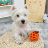 A white West Highland White Terrier sits on a woven mat next to an orange rubber dog chew ball.