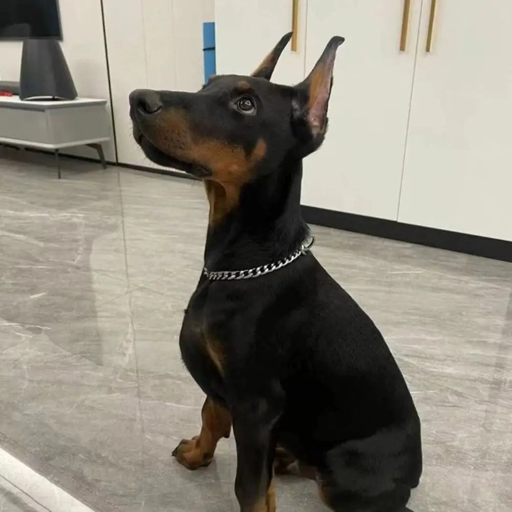 Ein schwarz-braunes Hund mit silbernem Halsband, der in die Kamera blickt.