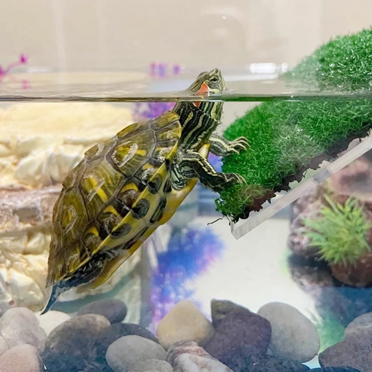 Tortue verte et jaune se mimant dans un habitat de reptiles.