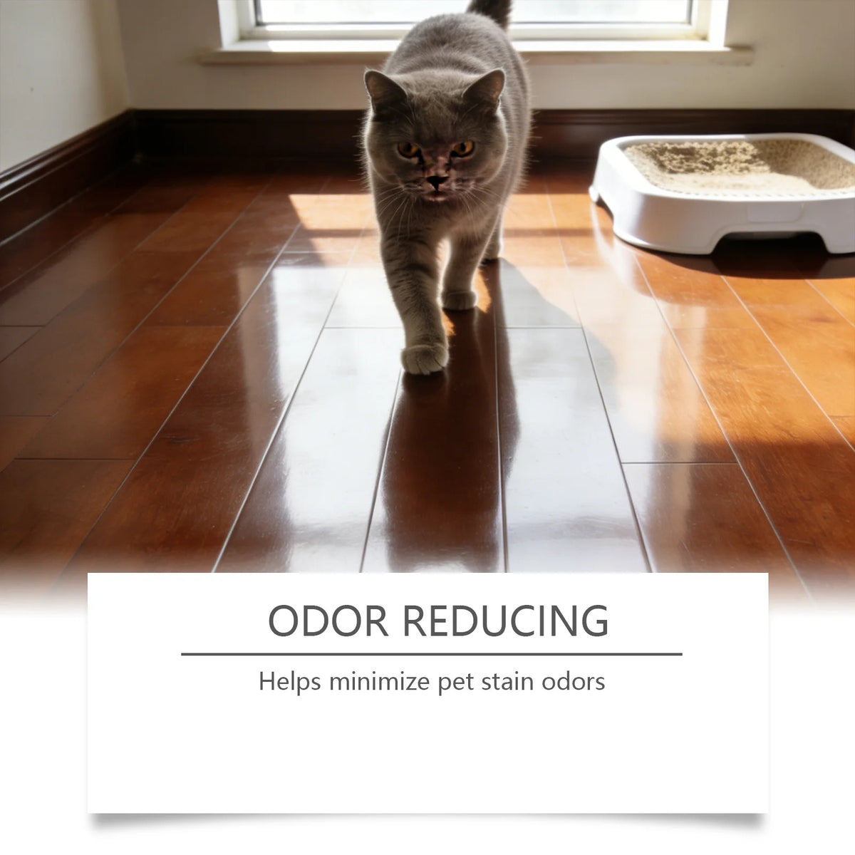 A fluffy gray cat walks across a polished wooden floor in front of a window.