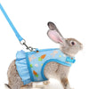 A gray rabbit wearing a blue mesh harness and attached to a leash.
