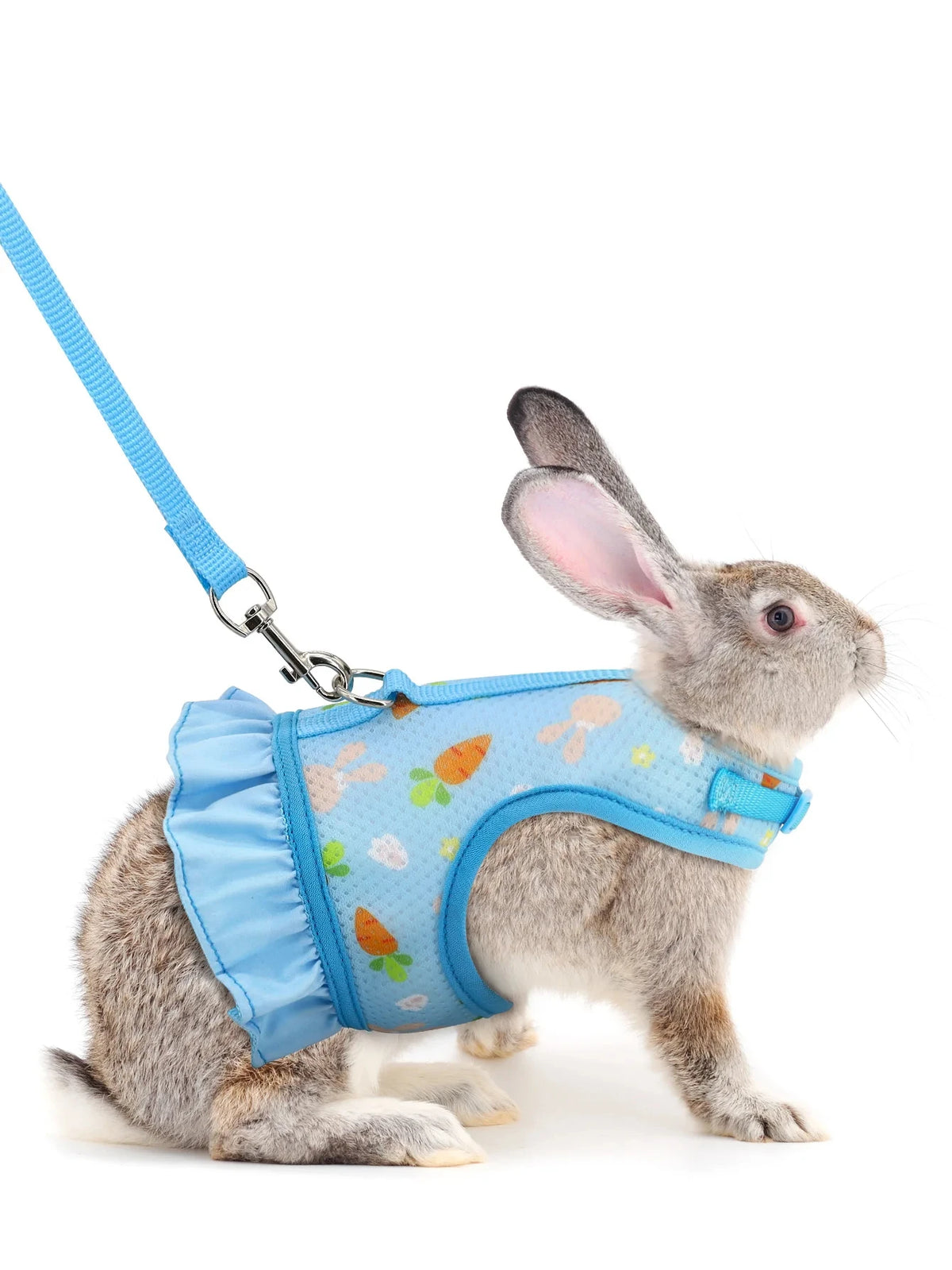 A gray rabbit wearing a blue mesh harness and attached to a leash.