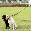 Two dogs on a leash being held by a person in a grassy outdoor setting.