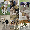 A collection of dogs wearing tactical dog harnesses with collars and MOLLE pouches.