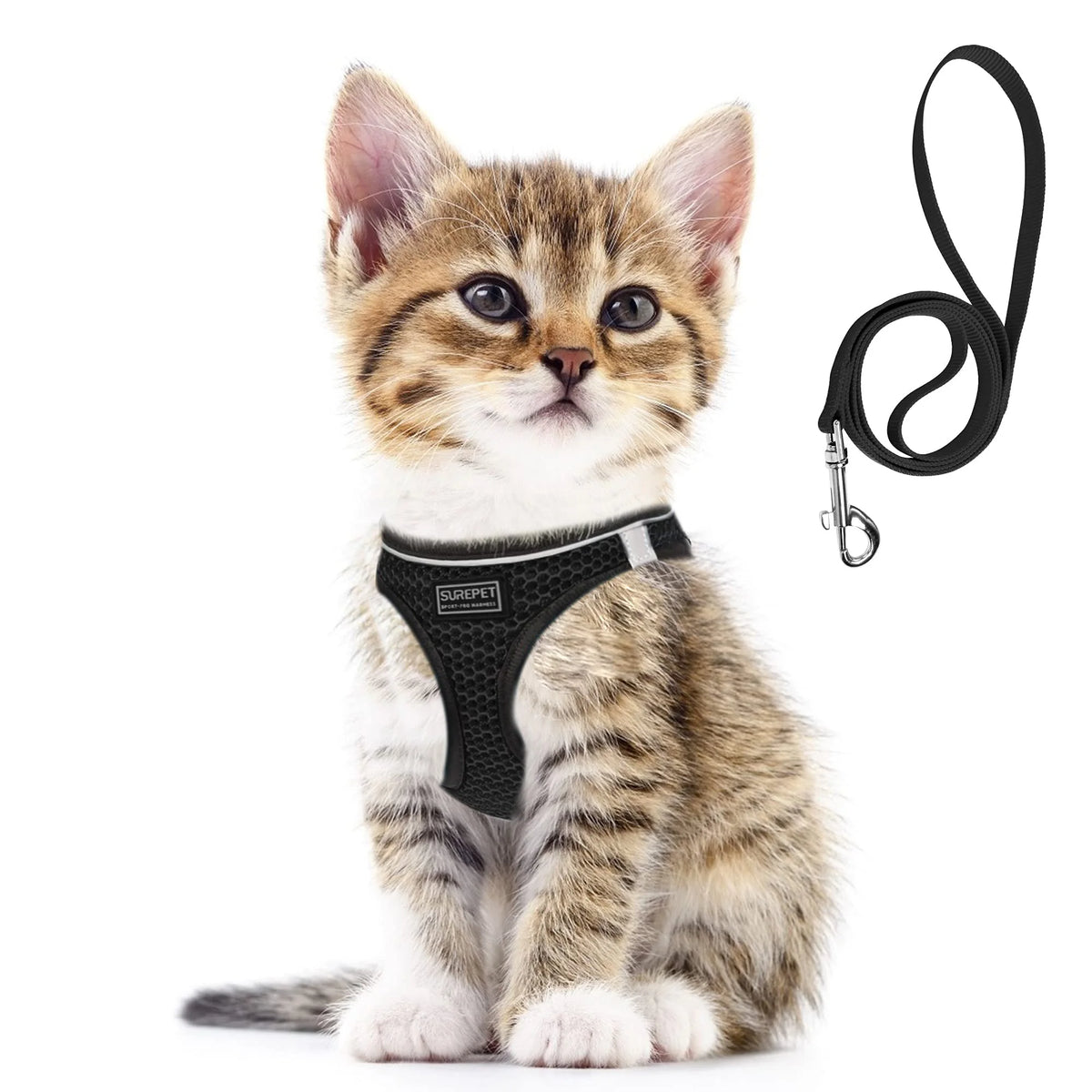 Un petit chat tigré portant un harnais noir ajustable avec une laisse attachée.