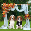 Two dogs wearing black and white tuxedo bow tie outfits posing under a sheer fabric archway