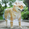 Un chien brun clair portant un imperméable en plastique transparent en extérieur.