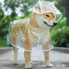 Un chien brun clair portant un imperméable en plastique transparent en extérieur.