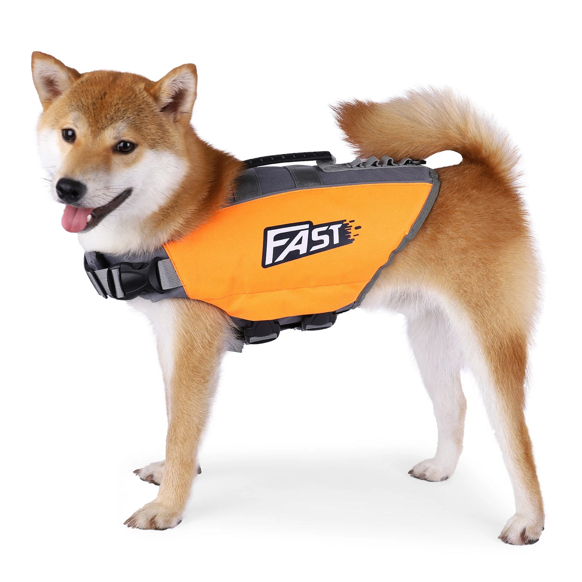 A Shiba Inu dog wearing an orange high visibility reflective life jacket.