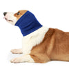 Un chien brun et blanc portant un couvre-oreille et un bandeau anti-bruit bleu.
