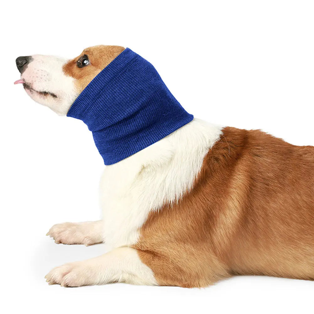 Un chien brun et blanc portant un couvre-oreille et un bandeau anti-bruit bleu.