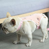 Ein weißer Französische Bulldogge trägt ein rosa verstellbares Hundegurtchen.
