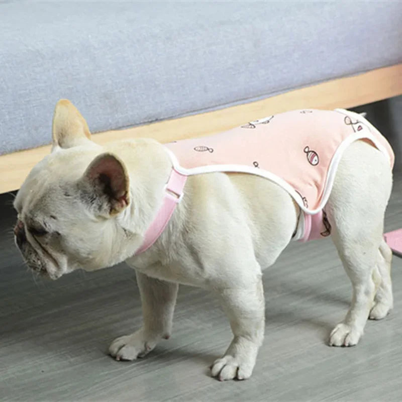 Ein weißer Französische Bulldogge trägt ein rosa verstellbares Hundegurtchen.